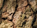 Bark texture of pine tree Royalty Free Stock Photo