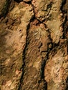 Bark texture of pine tree Royalty Free Stock Photo