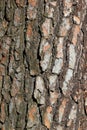 Bark texture of pine tree - light brown natural background Royalty Free Stock Photo