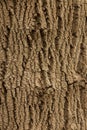 Bark Texture Royalty Free Stock Photo