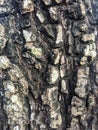 Bark texture of sapodilla tree Which is old