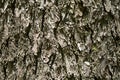 Bark texture. Royalty Free Stock Photo