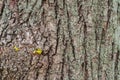 Bark texture and small new green sprout leaves on the tree, from bark of old trunk. Concept of old and new, Past and Royalty Free Stock Photo