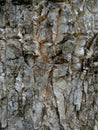 Bark textureTree bark texture, the texture of tree bark covered with moss Royalty Free Stock Photo