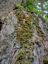 Bark textureTree bark texture, the texture of tree bark covered with moss Royalty Free Stock Photo