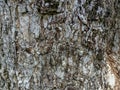 Bark textureTree bark texture, the texture of tree bark covered with moss Royalty Free Stock Photo