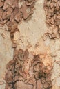 Bark texture, tree crust or tree skin surface as natural background Royalty Free Stock Photo