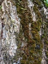 Bark textureTree bark texture, the texture of tree bark covered with moss Royalty Free Stock Photo