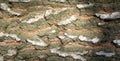 Bark texture. Wood bark background. Closeup Royalty Free Stock Photo