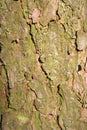 Bark texture. Wood bark background. Closeup Royalty Free Stock Photo