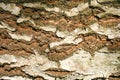 Bark texture. Wood bark background. Closeup Royalty Free Stock Photo
