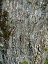 Bark textureTree bark texture, the texture of tree bark Royalty Free Stock Photo