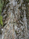 Bark textureTree bark texture,the texture of tree bark covered with moss Royalty Free Stock Photo