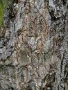 Bark textureTree bark texture, the texture of tree bark covered with moss Royalty Free Stock Photo