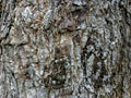 Bark textureTree bark texture, the texture of tree bark covered with moss Royalty Free Stock Photo