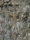 Bark textureTree bark texture, the texture of tree bark covered with moss Royalty Free Stock Photo