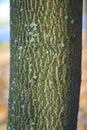 Bark of tree Royalty Free Stock Photo