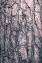 Bark of a tree, backgrounds, close up.
