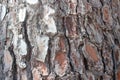 Bark of the tree Royalty Free Stock Photo