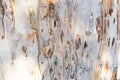 Bark of tree. Background. Wallpaper texture.Close up. Royalty Free Stock Photo