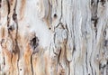 Bark of tree. Background. Wallpaper texture.Close up. Royalty Free Stock Photo