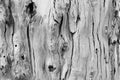 Bark of tree. Background. Wallpaper texture.Close up. Royalty Free Stock Photo