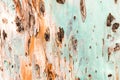 Bark of tree. Background. Wallpaper texture.Close up. Royalty Free Stock Photo