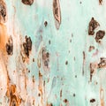Bark of tree. Background. Wallpaper texture.Close up. Royalty Free Stock Photo