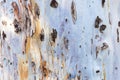 Bark of tree. Background. Wallpaper texture.Close up. Royalty Free Stock Photo