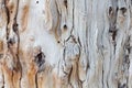 Bark of tree. Background. Wallpaper texture.Close up. Royalty Free Stock Photo