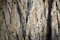 Bark of a tree Royalty Free Stock Photo