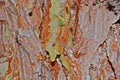 Bark of a tree bursts flowing frozen resin rosin