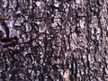 Bark of a tree close up showing rough texture for background backdrop use