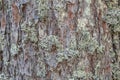 The bark of the tree is covered with lichen Royalty Free Stock Photo