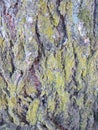 Bark of a tree covered with moss