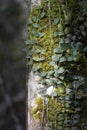 Bark tree covered with moss Royalty Free Stock Photo