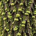 Bark of a tree covered in patches of bright green moss (Bryophyta). The bark features deep grooves Royalty Free Stock Photo