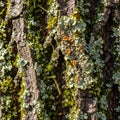 Bark of a tree covered with various lichens and small mosses Royalty Free Stock Photo