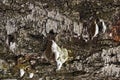 Bark of tree with cracks and outgrowths