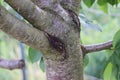 The bark of the tree cracks in winter due to low temperatures, whitening the trees. Cherry tree Royalty Free Stock Photo