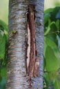 The bark of the tree cracks in winter due to low temperatures, whitening the trees. Cherry tree Royalty Free Stock Photo