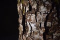 Bark of a tree, dark brown nature background Royalty Free Stock Photo