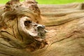 Bark tree dead moss brown knot wood