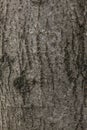 bark of a tree. Detail of wooden texture