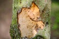 The bark of a tree eaten by a beetle against the background of a green forest Royalty Free Stock Photo