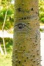 bark of a tree with an eye Royalty Free Stock Photo