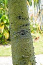 bark of a tree with an eye Royalty Free Stock Photo