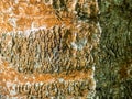 The bark of a tree with growths. Royalty Free Stock Photo