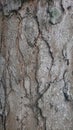 A bark tree match as background, wallpaper, design, and other usefull about art