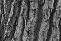 Bark of a tree in monochrome